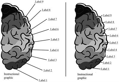 Spatial Continuity Effect vs. Spatial Contiguity Failure. Revising the Effects of Spatial Proximity Between Related and Unrelated Representations